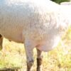 032 Cross Suffolk Jantan -+64kg