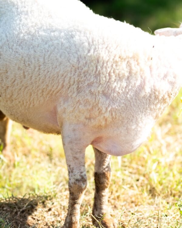 032 Cross Suffolk Jantan -+64kg