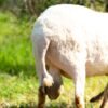 032 Cross Suffolk Jantan -+64kg
