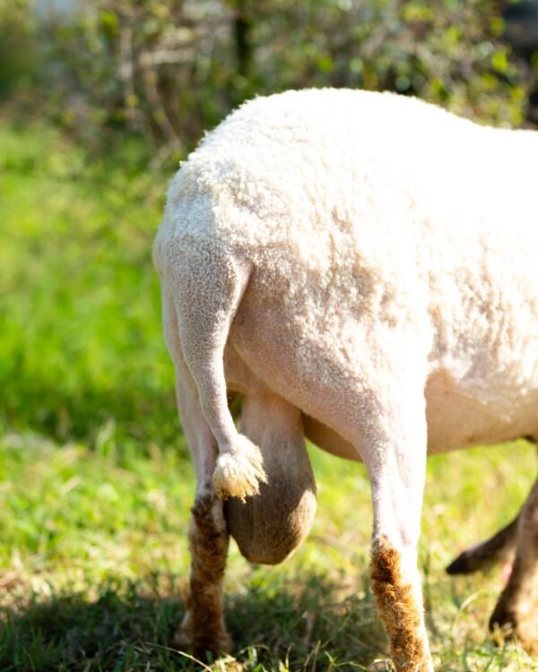 032 Cross Suffolk Jantan -+64kg