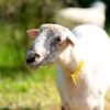 032 Cross Suffolk Jantan -+64kg