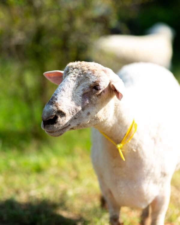 032 Cross Suffolk Jantan -+64kg