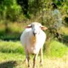 032 Cross Suffolk Jantan -+64kg