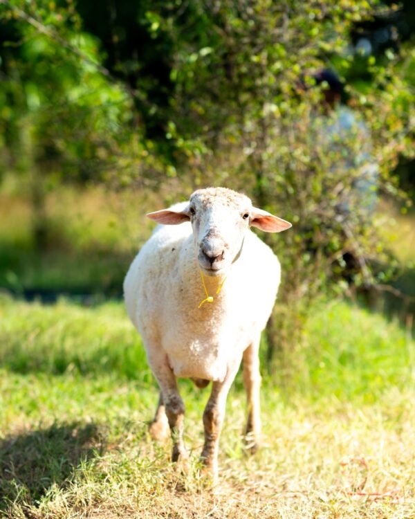 032 Cross Suffolk Jantan -+64kg