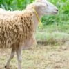 036 Cross Texel Betina -+62kg