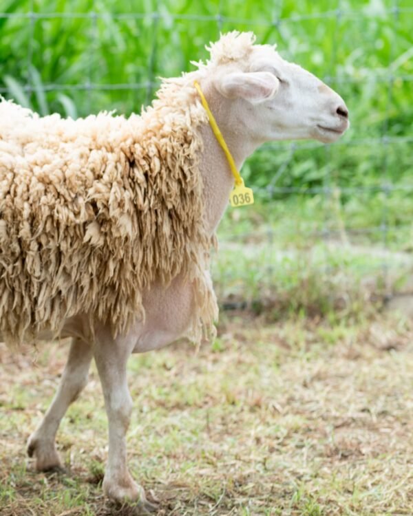 036 Cross Texel Betina -+62kg