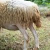 036 Cross Texel Betina -+62kg