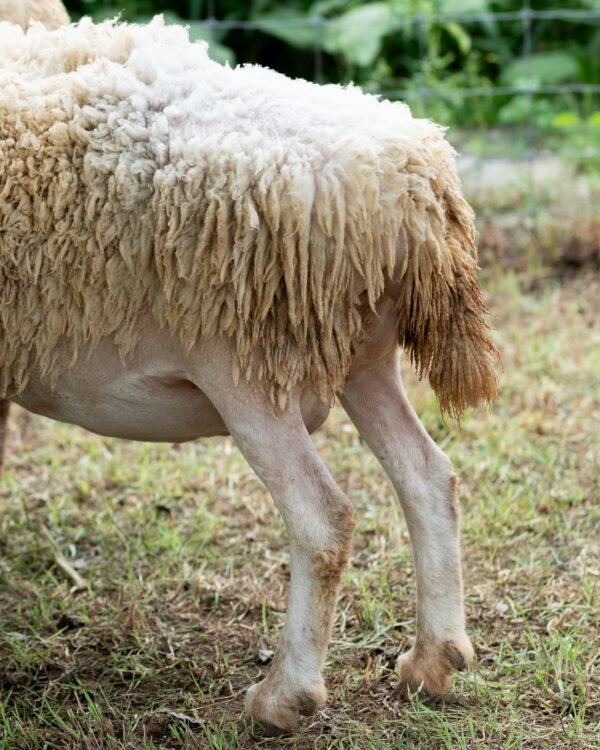 036 Cross Texel Betina -+62kg