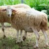 036 Cross Texel Betina -+62kg