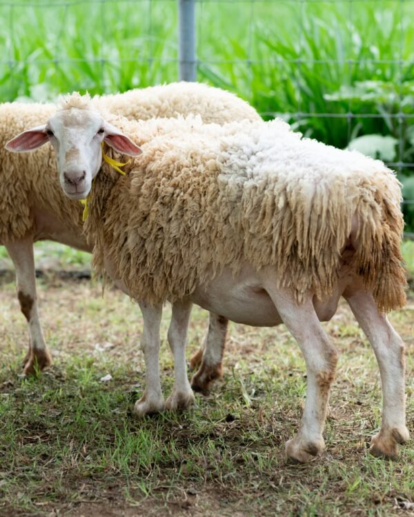 036 Cross Texel Betina -+62kg