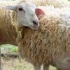 036 Cross Texel Betina -+62kg