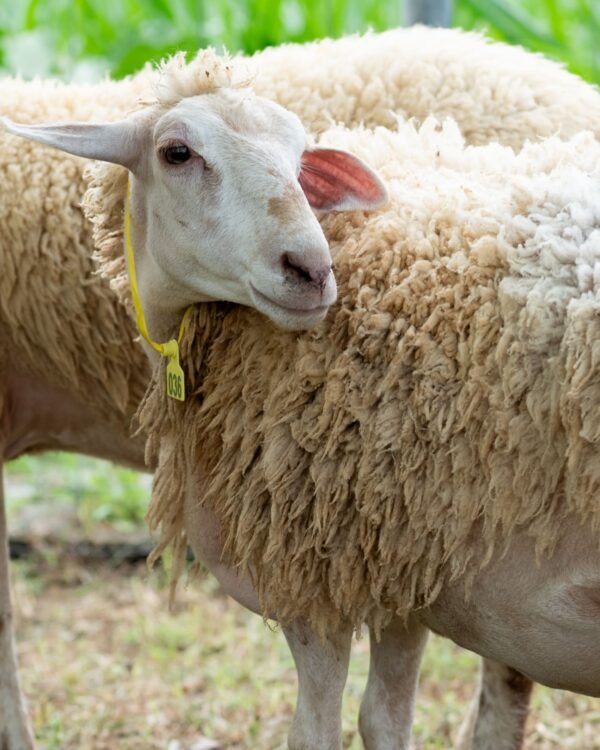 036 Cross Texel Betina -+62kg