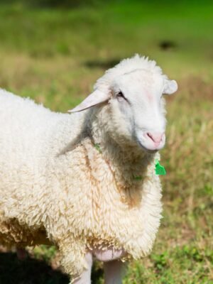 06 Cross Merino Jantan -+94kg