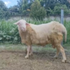 060 Cross Texel Jantan -+89 kg