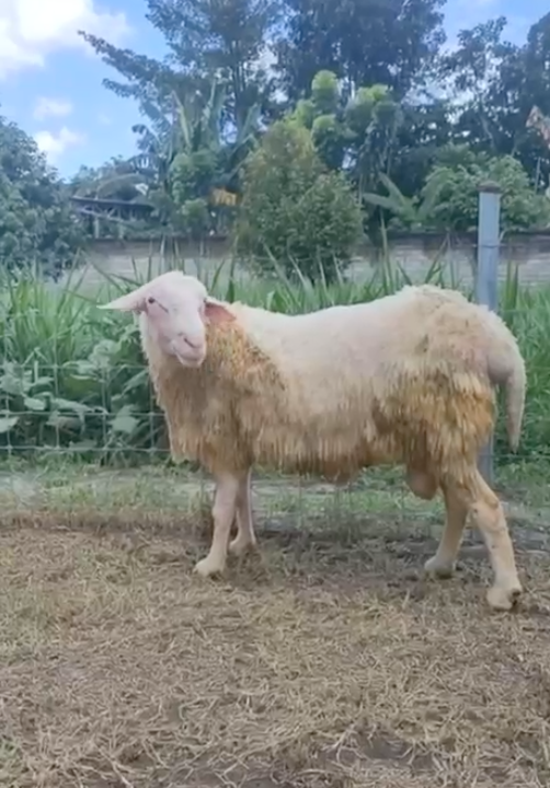 060 Cross Texel Jantan -+89 kg