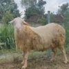 060 Cross Texel Jantan -+89 kg