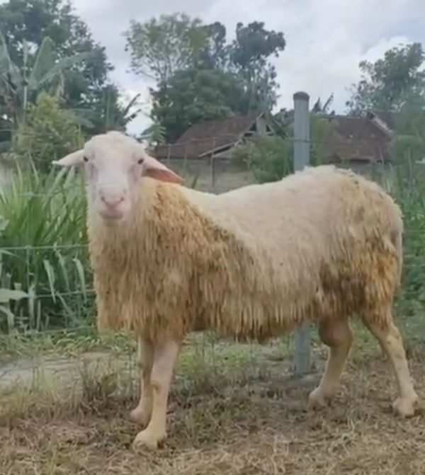 060 Cross Texel Jantan -+89 kg