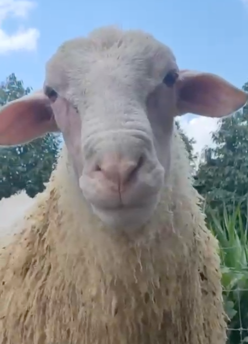 060 Cross Texel Jantan -+89 kg
