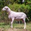 061 Cross Texel Jantan -+60kg