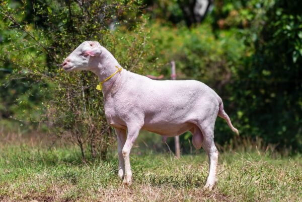 061 Cross Texel Jantan -+60kg