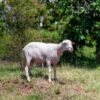 061 Cross Texel Jantan -+60kg
