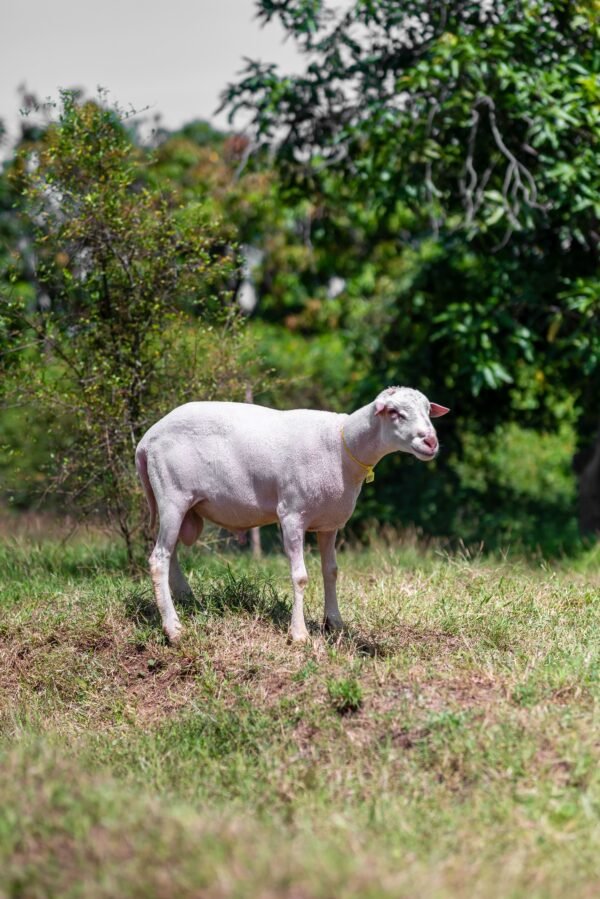 061 Cross Texel Jantan -+60kg