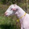 061 Cross Texel Jantan -+60kg