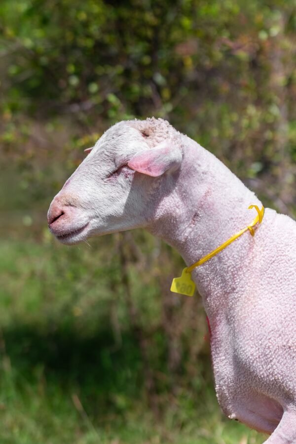 061 Cross Texel Jantan -+60kg