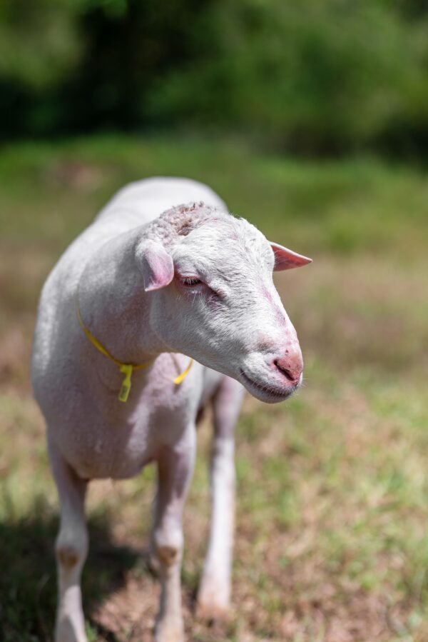 061 Cross Texel Jantan -+60kg