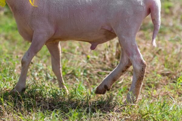 061 Cross Texel Jantan -+60kg