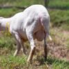 061 Cross Texel Jantan -+60kg
