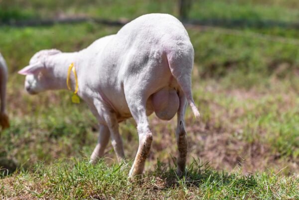 061 Cross Texel Jantan -+60kg