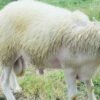 062 Cross Texel Jantan -+40kg