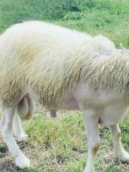 062 Cross Texel Jantan -+40kg