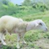 062 Cross Texel Jantan -+40kg