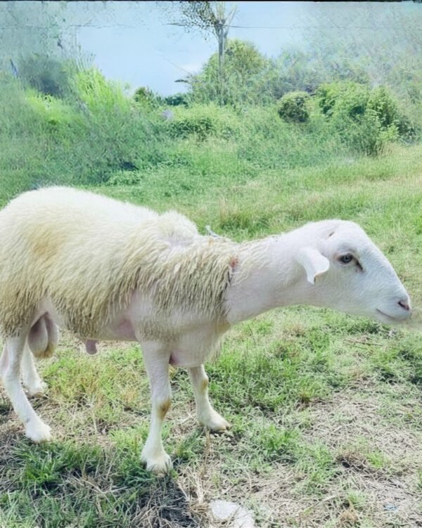 062 Cross Texel Jantan -+40kg