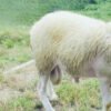 062 Cross Texel Jantan -+40kg