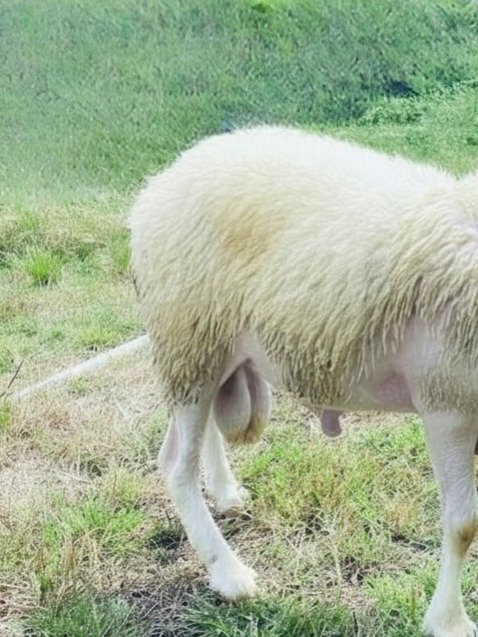 062 Cross Texel Jantan -+40kg