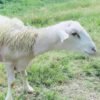 062 Cross Texel Jantan -+40kg