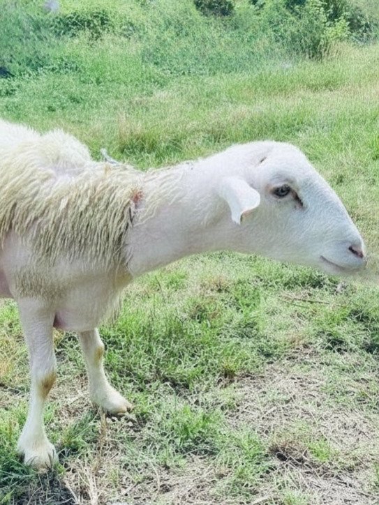 062 Cross Texel Jantan -+40kg