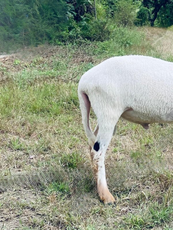 063 Cross Texel Jantan -+38kg