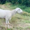 063 Cross Texel Jantan -+38kg