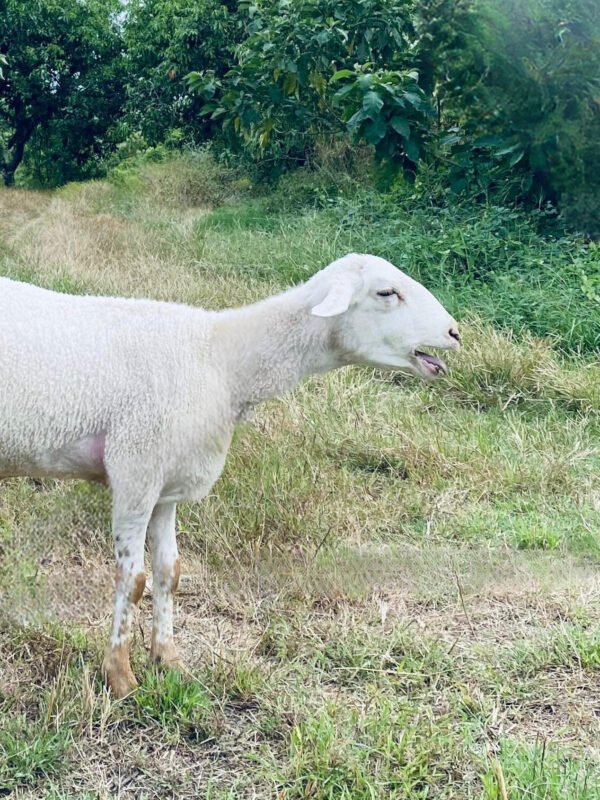063 Cross Texel Jantan -+38kg