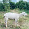 063 Cross Texel Jantan -+38kg