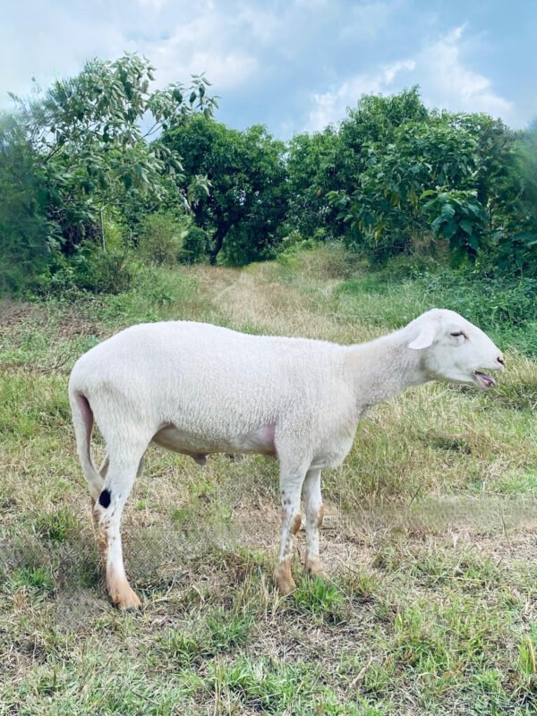 063 Cross Texel Jantan -+38kg