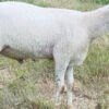 063 Cross Texel Jantan -+38kg