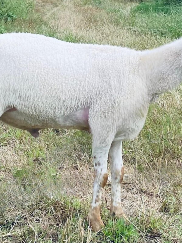 063 Cross Texel Jantan -+38kg
