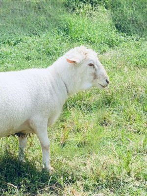 064 Cross Merino Jantan -+53kg
