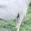 065 Cross Texel Jantan -+38kg