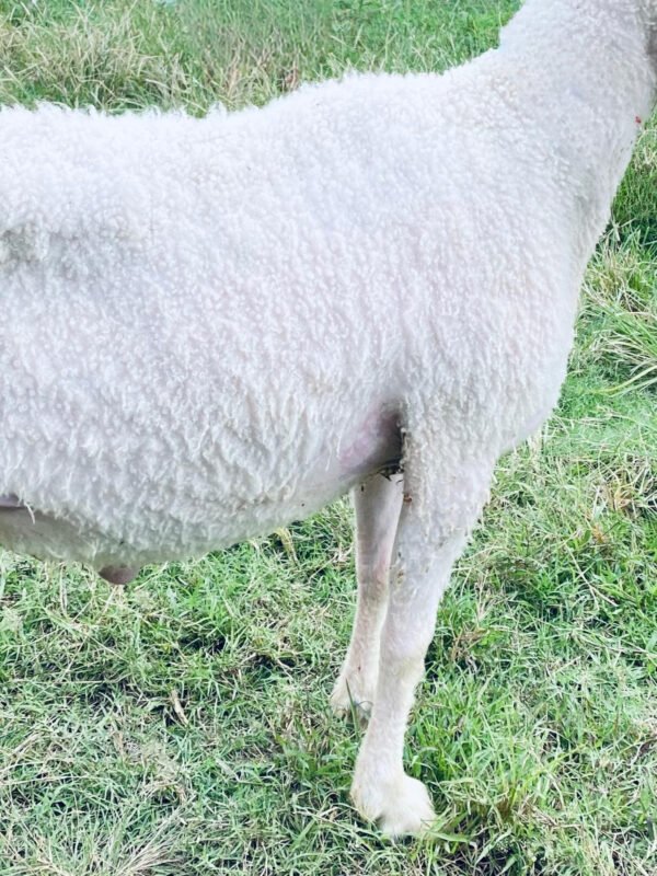 065 Cross Texel Jantan -+38kg